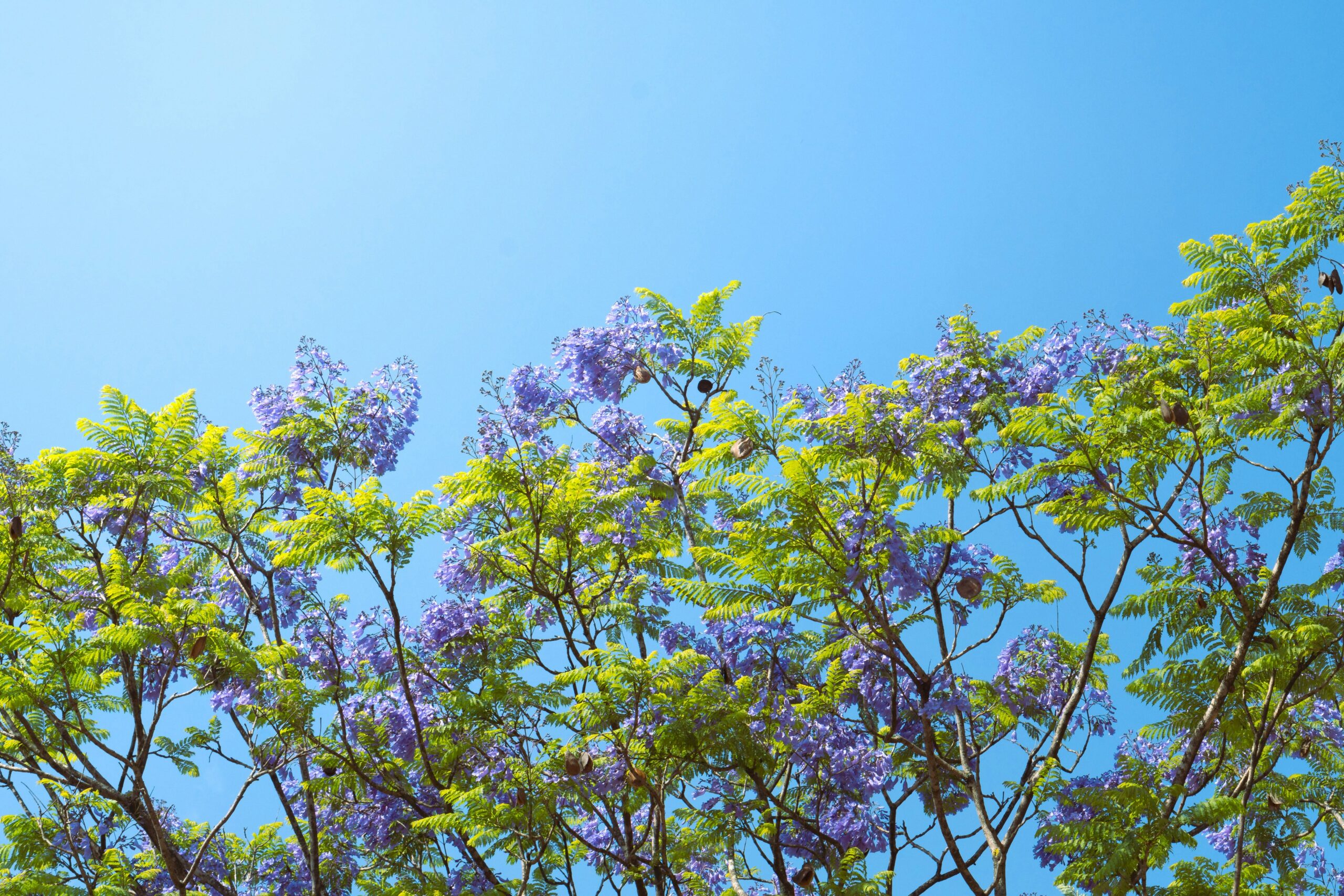 a tree for Bioenergy